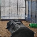 수정벌마야 이미지