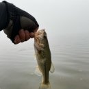 송전보리밥 | 2021.06.12 야습&amp;오전피딩 예당저수지