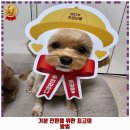 견생냥품 김해장유점 네이버블로그