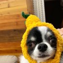 서쪽강생이 이미지