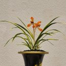 한국춘란 전시회 | 한국춘란전시회