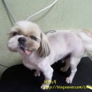 시티종합동물병원 이미지