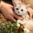 도그마루 강아지 고양이 천안아산점 | 🧡천안강아지분양 도그마루 강아지 고양이 천안아산점 최고였어요!