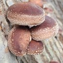 황소와농부 이미지