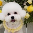 꿈꾸는 강아지 | 후기가 궁금하다면 꼭 읽어야 할 고양이무마취미용의 진짜 Q&amp;A, 김해 꿈꾸는강아지 이야기