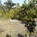 해비치목장 이미지