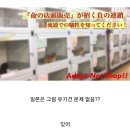 나라펫 Daum카페