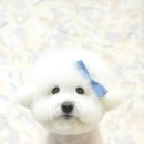 트리밍스튜디오제제 이미지