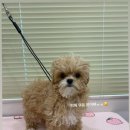 몽주르 이미지