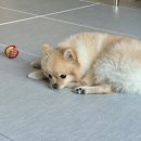 올레오 아파트 | 🐶[동물의약품/엠씨] 강아지 식분증 방지제 &#39;스툴리펠&#39; 구매후기