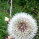 아름다운 꿩농원 이미지