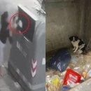 꼬리치는 강아지 이미지