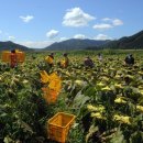 울안농장 | 탱글탱글 태양의 양기를 듬뿍. 해바라기밭 수확 버스투어 후기, 한국사진방송 828목요출사