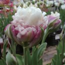 튤립 이미지