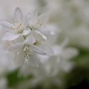 1삼성탑의원 이미지