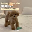 강원도 속초 애견동반 숙소 추천 가성비 에어비앤비 별이네하우스(feat. 속초 해수욕장 밤바다 구경)