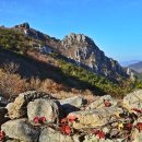 초원의 빛 이미지