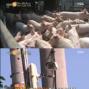 금돼지은돼지 이미지