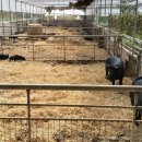 자연양돈 흑돼지 농장을 방문하다 - 적성 이장집 이미지