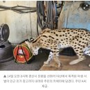 도심 근처 외래 포식자 등장…경산 야산서 아프리카산 ‘서벌’ 출현 이미지