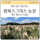 북실농장 | [제주 동쪽 가을 명소] 제주 팜파스 농장 유모차 타는 아기와 함께 방문 후기
