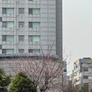르노삼성자동차 서비스코너 상하점 | “일론 머스크 최애 시리얼, 코스트코 고양점에서 실물 영접함!”