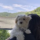(주)이마트세종점 | 세종애견카페 바투 강아지수영장과 운동장있는 대형애견카페 후기