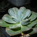 레인드롭(Echeveria 'Raindrops')을 공동구매합니다.(마감)^^ 이미지