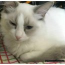 엘로이 동물병원 이미지