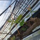 소룡농장 이미지