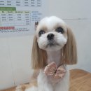 오늘도 이쁘개 이미지