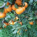 온주농장 이미지