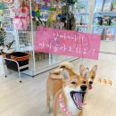 강아지고양이편의점울산