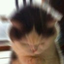 하오하오그옛날손짜장 이미지