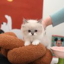 왕발고양이 이미지
