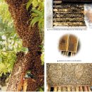 12월의 관리 : 겨울철의 꿀벌 - 겨울을 어떻게 날까? 이미지