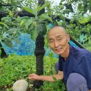 '타조알'인가…남원 사과밭서 10년째 나온 희귀 버섯, 효능은 이미지