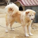 흑곰 Daum카페