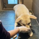 [줄여야 산다 #공장식 축산 ④] 동물복지 실천하는 국내 주요 기업들