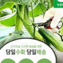 청년식자재마트