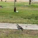 마린뷰안경 | 호주 시드니, 모튼섬 7박9일 3일차 - 탕갈루마 리조트 조식, 스노클링 난파선, 돌고래먹이주기