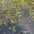 치어빌리지 이미지