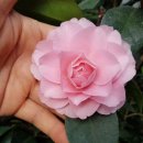 라모나-Ramona 연한 분홍색 장미피기 미국동백꽃 Camellia japonica 이미지