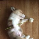 댕댕이# 이미지