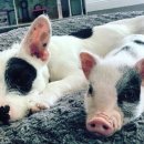 돼지두마리 이미지