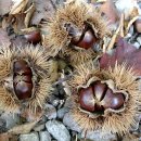 율피가루 ? 이미지