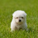 엔젤인독스 이미지