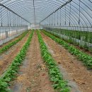 고실농장 이미지