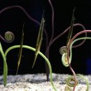 데일리 피쉬 이미지