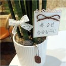 서울 경기 인천 화분배달｜개업·개원·승진 축하 스투키 공기정화식물 추천 이미지